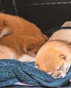 Abandoned mum found with five pups7