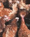MP's warning after bird flu outbreak2