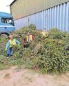 Charity is going extra mile to recycle your Christmas trees1
