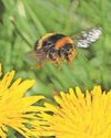 Warning changes to blooming patterns could put wildlife at risk19
