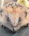 Decision day is looming over purpose-built wildlife hospital3