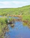 Shrub scars reveal the secret history of the Arctic beavers7