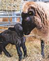 Wimpole Estate invites families to meet its newest arrivals1