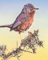 Dartford warblers bouncing back from brink of extinction Dartford warblers bouncing back from brink of extinction7