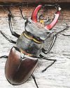 Great ‘stag hunt’ wants your audio and video footage of striking beetle Great ‘stag hunt’ wants your audio and video footage of striking beetle13