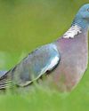 More than 18,000 did their bit in watching the birdies11