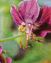 GERANIUM MANIA3