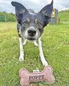 Can you give TV star Poppy a forever home? Can you give TV star Poppy a forever home?0