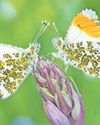 It’s time to have a say - vote for your favourite butterfly It’s time to have a say - vote for your favourite butterfly2