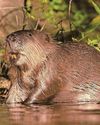 Trust launches bid to bring back the beaver to Surrey Trust launches bid to bring back the beaver to Surrey1