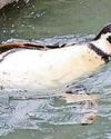 A flipping great day as world's oldest penguin celebrates her birthday A flipping great day as world's oldest penguin celebrates her birthday0