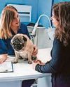 Top tips on how to keep your vet bills affordable21