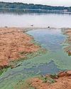 Swimmers warned about dangerous algae in pond water2