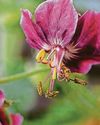 GERANIUM MANIA Uxbridge Gazette