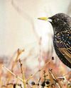 Starlings seeking refuge in the North East