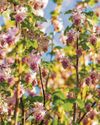 Currant affairs