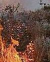 Service slams 'deliberate fire setting' as 230 calls are made Service slams 'deliberate fire setting' as 230 calls are made