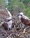 Ospreys lay first egg of the year Ospreys lay first egg of the year