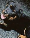 Deadly virus warning after puppy death Deadly virus warning after puppy death