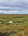 Research shows saltmarshes are significant carbon store20