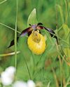 Rare flower found in wild for first time in nearly 100 years16
