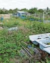 Allotments 'plagued' by thefts and vandalism10