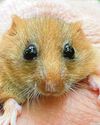Rare dormice released to create county's only known population27
