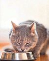Cat's thyroid is overactive21