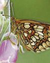 Resurgence of rare butterfly that was close to extinction18