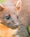 Reintroduced pine martens produce young on Dartmoor27