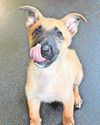 Paw-some stray pup becomes new recruit for Durham police3
