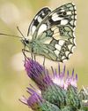 Delayed grass-cutting boosts butterflies at ancient forest19