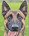 Police dog putting up his paws for retirement4