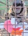 'When I say toys for monkeys, they laugh' 'When I say toys for monkeys, they laugh'0