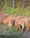 The Gazette
