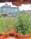 Blight spot to be transformed9