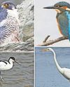 Bird club is offering free membership to under-18s Bird club is offering free membership to under-18s0