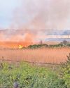Fears for wildlife after fire ravages saltmarsh reserve3