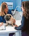 Top tips on how to keep your vet bills affordable19