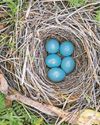 Police give reminder of legal protection in place for birds and their nests11