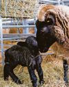 Adorable baby animals spring into life as new season begins0