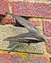 Swift action taken to preserve population of summer visitors1