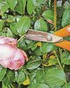 GIVE YOUR SPACE A ROSY GLOW...19