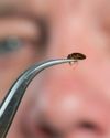 BED BUGS VS THE WORLD BED BUGS VS THE WORLD