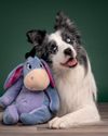 Genius dogs know tens of toys by name, but truly gifted canines know over 100