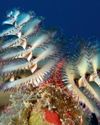 THE WORLD'S WEIRDEST CREATURES THE WORLD'S WEIRDEST CREATURES