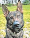 Police dog shows he is Boss in the woods Police dog shows he is Boss in the woods2