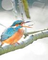 Sevenoaks Chronicle