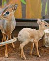 Chessington welcomes a particularly small newcomer to zoo11