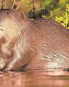 Trust hopes to bring back beavers Trust hopes to bring back beavers